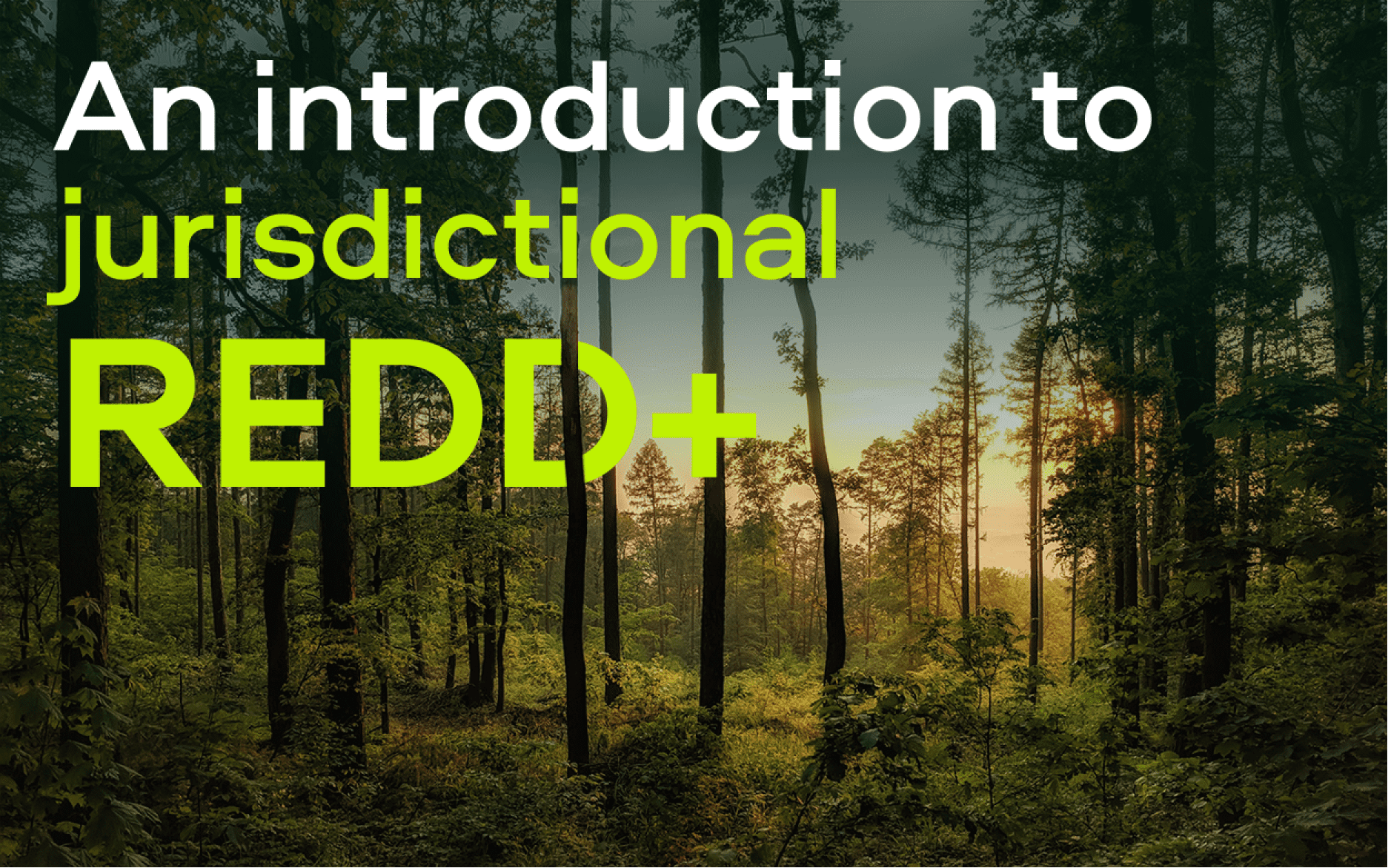 An introduction to jurisdictional REDD+